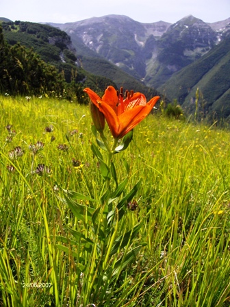 Lilium bulbuferum subsp. Croceum e Helianthemum sp.